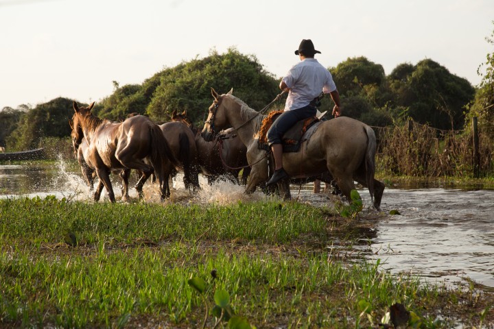 Pantanal - Photo by 